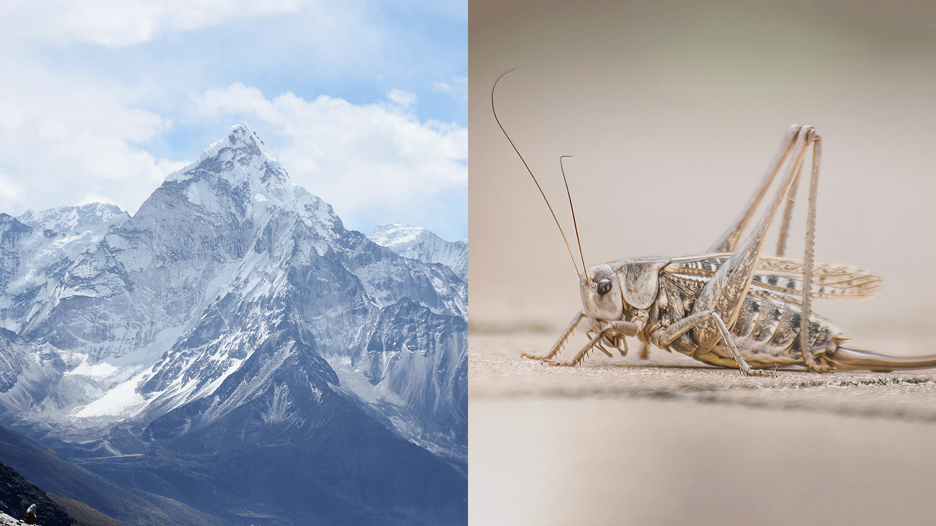 Gif revealing the Jumpstart logo as a combination of mountain peaks and cricket legs.